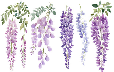 Watercolor Wisteria Clip Art Set, simple, minimalist, clip art style isolated on a transparent background
