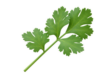 Isolated Vibrant Green Cilantro Leaf Herb