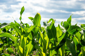 Corn plants stretch towards the bright sky, showcasing their vibrant green leaves in a sunlit rural...