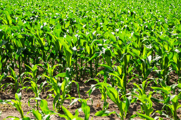 Rows of robust corn plants thrive in a vibrant green field during the warm summer season, showcasing agricultural growth and vitality