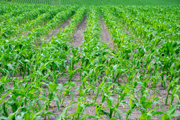 Rows of vibrant green corn plants thrive in a fertile field, highlighting a successful growth...