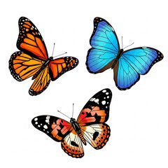 Colorful butterflies isolated on white