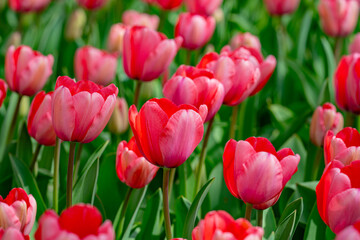 Spring garden. Beautiful tulip flowers on spring nature. Close-up of closely bundled pink tulips....