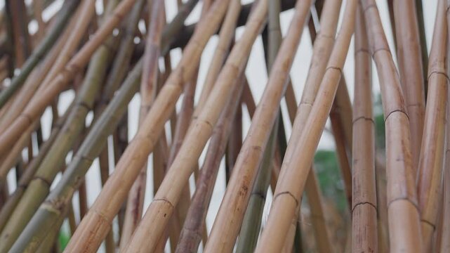 Wild harvested rattan canes is processed and dried in Aceh, Indonesia