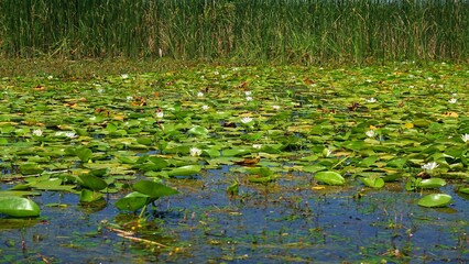 White lotus flowers and green large leaves in the lake. Water lily field