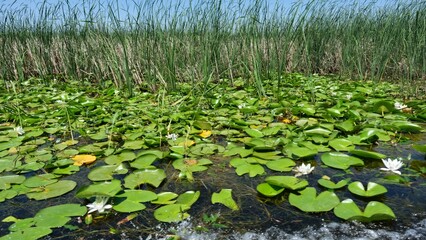 White lotus flowers and green large leaves in the lake. Water lily field