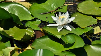 White lotus flowers and green large leaves in the lake. Water lily field