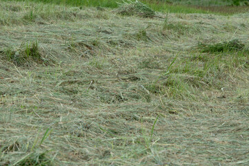 Freshly cut hay spreads across the field, showcasing green remnants of taller grasses and an open,...