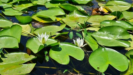 White lotus flowers and green large leaves in the lake. Water lily field