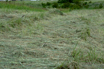 Tall grass lies flat on the ground after being cut for hay in a rural setting, showcasing a successful harvesting effort during summer