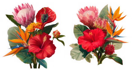 Two vibrant bouquets of tropical flowers, including hibiscus, protea, and bird of paradise, isolated on a transparent background