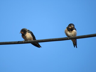 bird fly fast feathers beak animal sparrow swallow insectivores