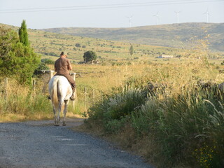horse rider large animal race field walk quiet