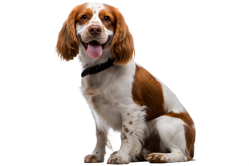  cute little smiling purebred spaniel dog sitting isolated on white background PNG ,AI GENERATED