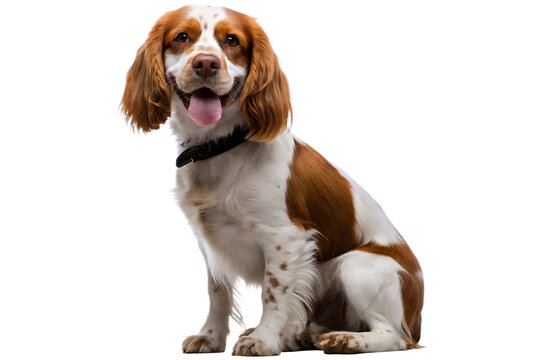  cute little smiling purebred spaniel dog sitting isolated on white background PNG ,AI GENERATED