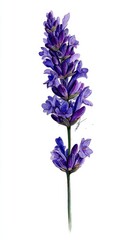 Obraz premium Lavender Flowers Painted With Vibrant Purple Hues on a White Background