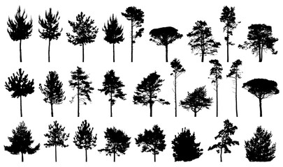 Spruce and pine tree silhouette collection isolated on a white background