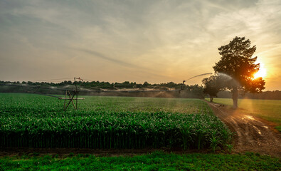 Farming and watering concept. Farm field view with sprinkler irrigation system. Spraying corn crops...