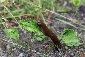Brown slug slowly crawling and feeding on a green leaf