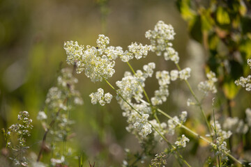 White wild meadow flowers blooming in a sunny summer field