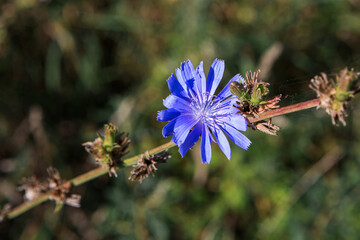 Chicory flower's vibrant blue against a soft green and brown background