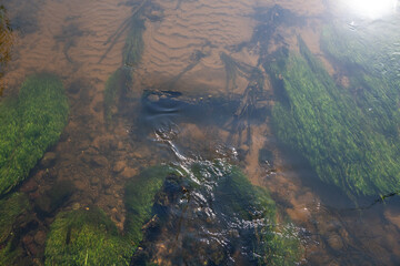 Lush green algae thrives in clear, flowing river water