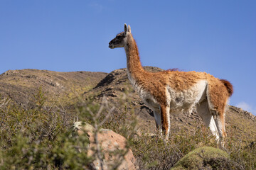 Guanaco lama Standing in Patagonian Landscape Under Clear Blue Sky, Torres del Paine National Park, Puerto Natales, Chile. (Lama guanicoe)

