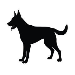 Malinois silhouette on white  background