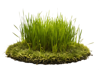  green mose with grass growing isolated on white background PNG ,AI GENERATED