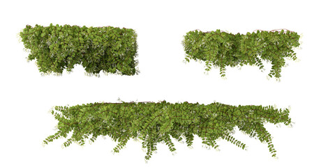 Set of Lonicera creeper plants isolated on transparent background from the top view © Saifstock