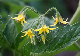 Tomatoes are blooming in the farm field