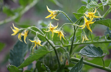 Tomatoes are blooming in the farm field