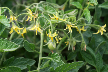 Tomatoes are blooming in the farm field