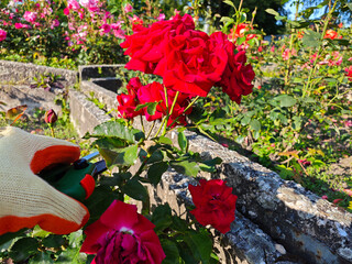 Hands in gloves carefully cut a red rose using green pruning shears in a sunlit garden