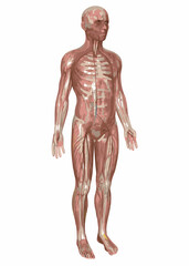 Creative details Full Body Nervous System Vector Illustration | Human Anatomy Diagram for Medical, Educational, and Scientific Use"