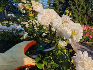 Manual Rose Pruning in Natural Garden Setting. Conveys hands-on care, sustainability, and love for...