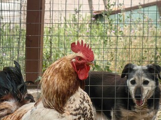 Rooster in the yard with dog in background