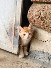 Shy little cat. Cute baby cat