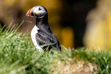 Atlantic Puffin Borgarfjorour Eystri
