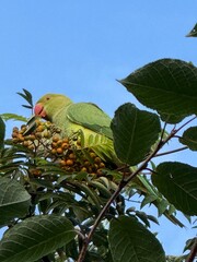 cherry tree with parakeet 