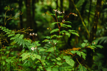 Delicate white flowers bloom among bright green leaves in the tropical rainforest of Puerto Rico