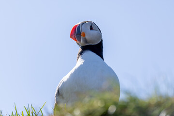 Atlantic Puffin Borgarfjorour Eystri
