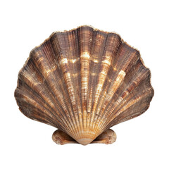 Ocean's Embrace: A detailed shot of an intricate seashell with textured surface, evokes feelings of peace and the beauty of the ocean. 