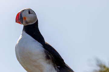 Atlantic Puffin Borgarfjorour Eystri