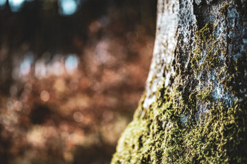 Rusty metal structure with natural forest elements and moss-covered tree bark details....