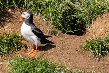 Atlantic Puffin Borgarfjorour Eystri