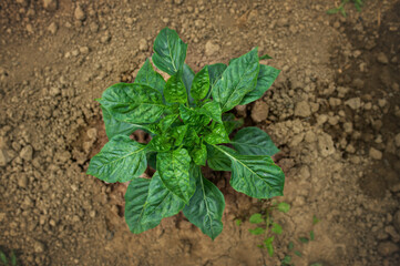 Pepper plant growing in a garden