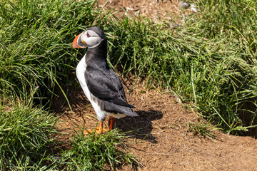 Atlantic Puffin Borgarfjorour Eystri