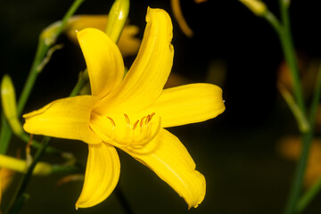 Yellow lily blossom captured in sharp focus with natural light and dark background