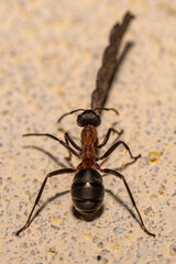 Macro close-up of ant carrying large object on rough textured surface in natural light